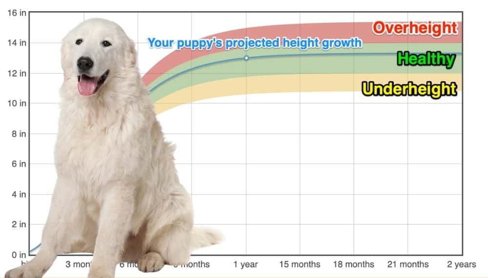 maremmano-height-growth-chart-how-tall-will-my-maremmano-grow-the